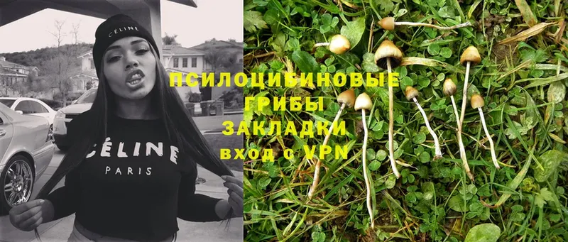 Псилоцибиновые грибы Magic Shrooms  Задонск 